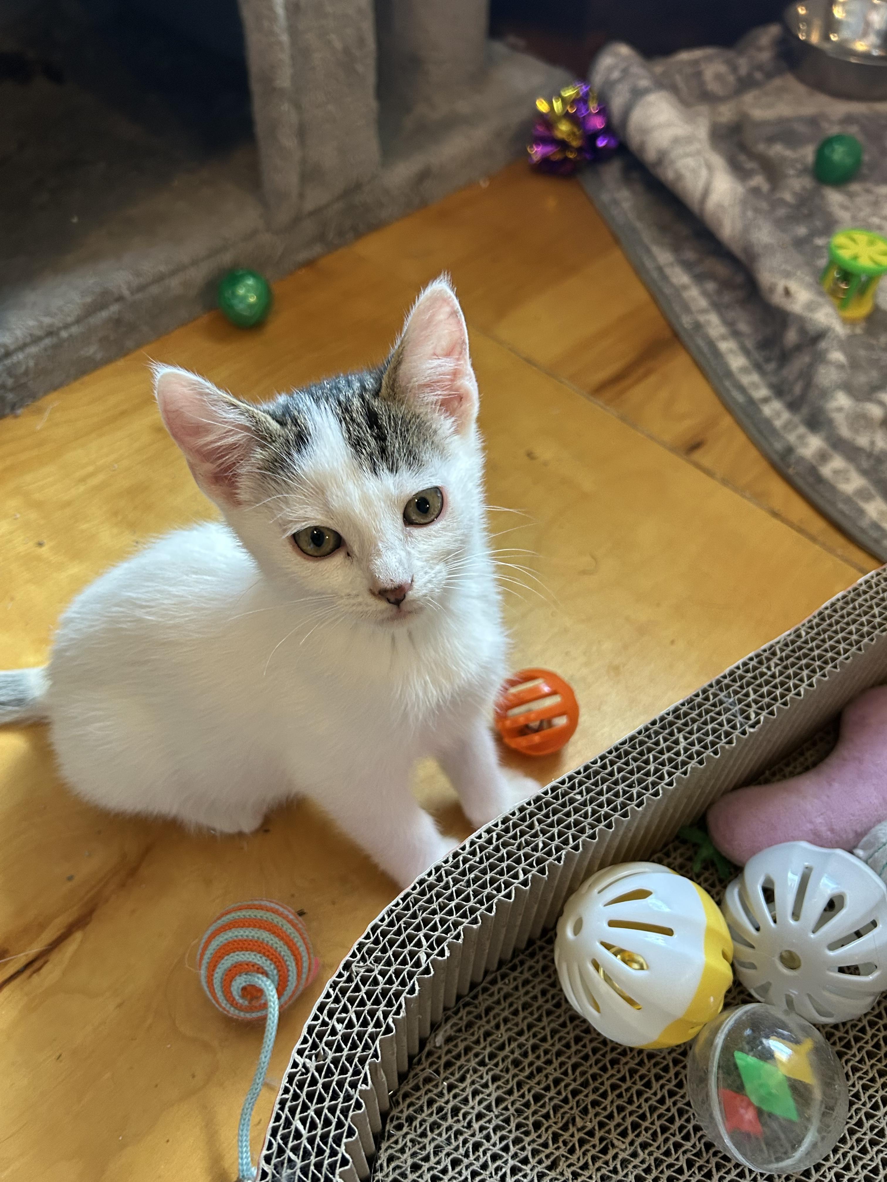 Enlarge Ivy, a Adoptable American Shorthair in Round Rock, TX image 3/3