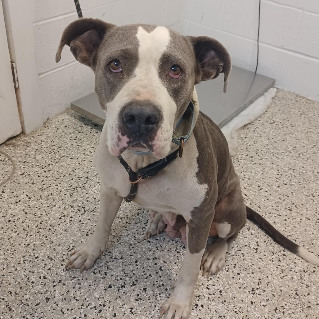 Chica, Adoptable, Adult Female American Bulldog & American Staffordshire Terrier.