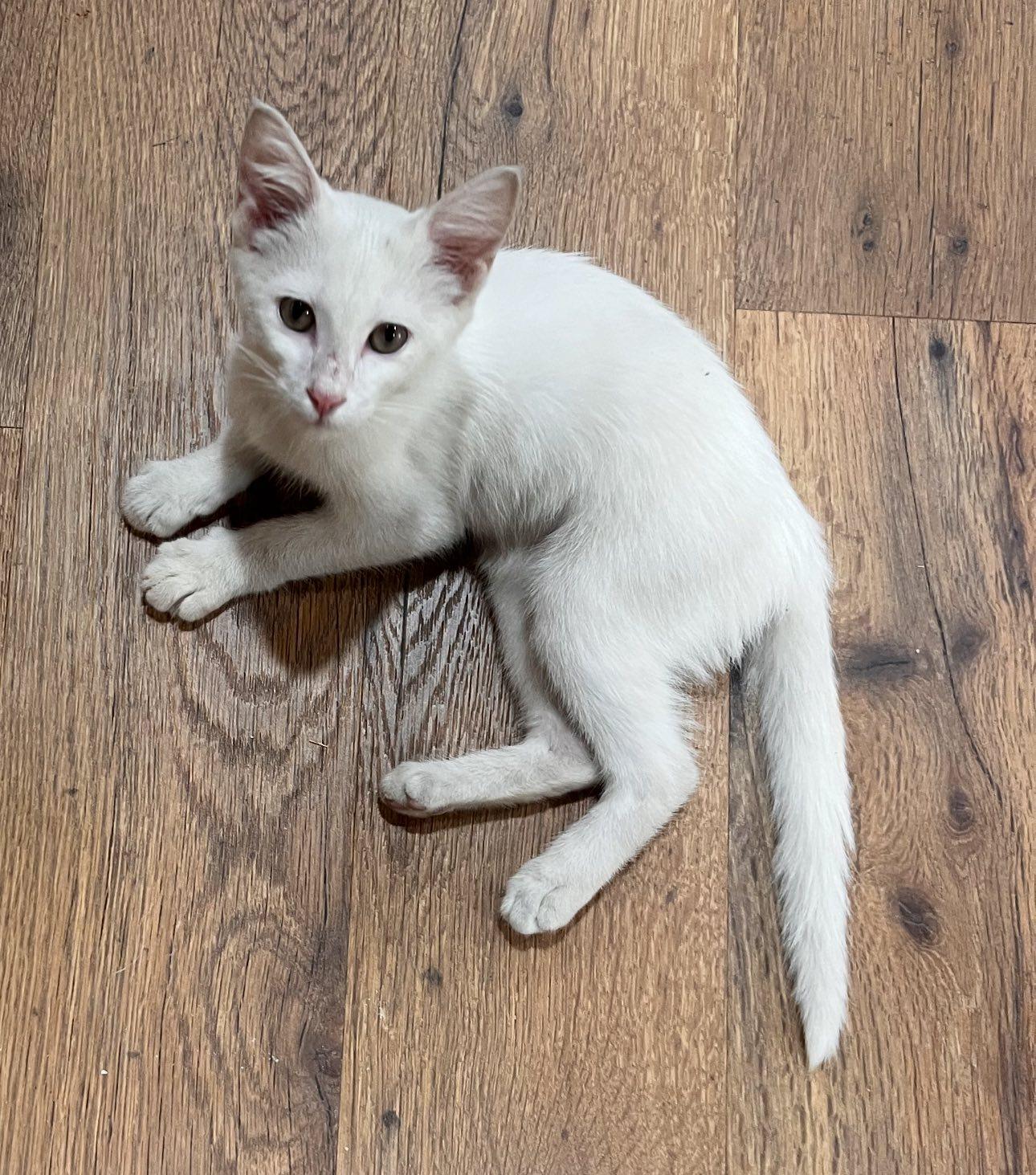 Aspen, an adoptable Domestic Short Hair in Midland, TX, 79703 | Photo Image 1