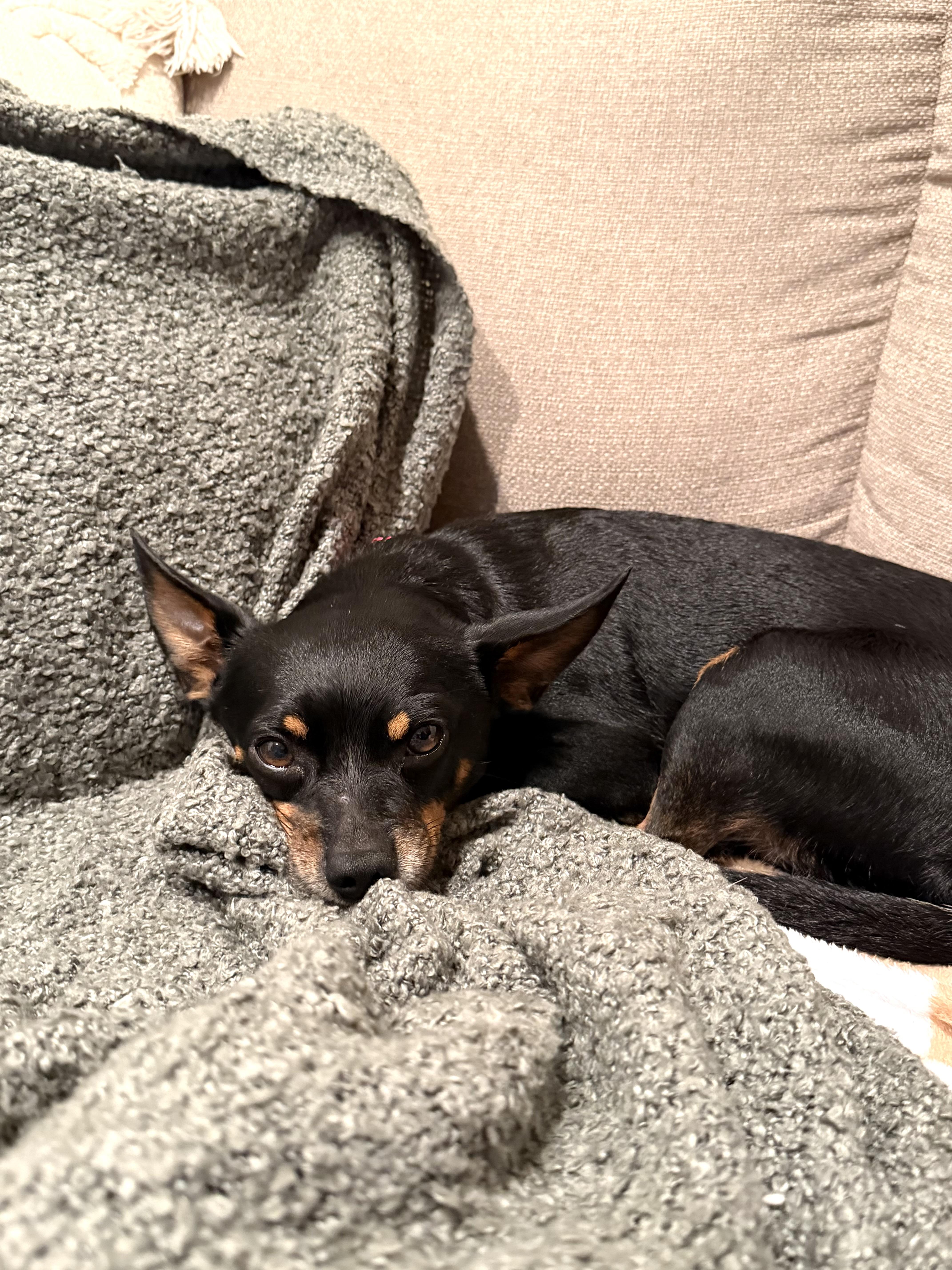 Enlarge Dorito, a Adoptable mixed breed in Brooklyn, NY image 1/3
