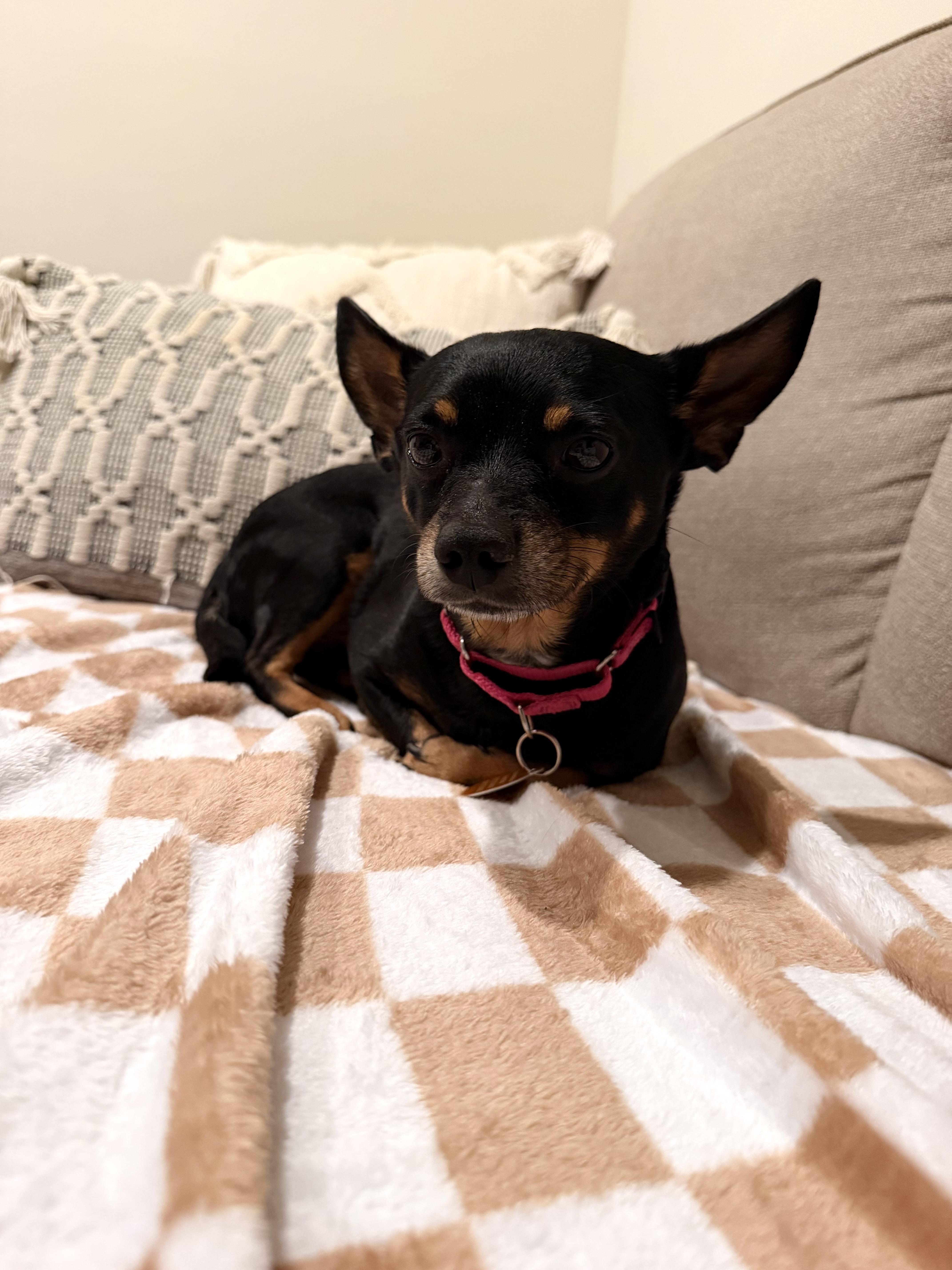 Enlarge Dorito, a Adoptable mixed breed in Brooklyn, NY image 2/3