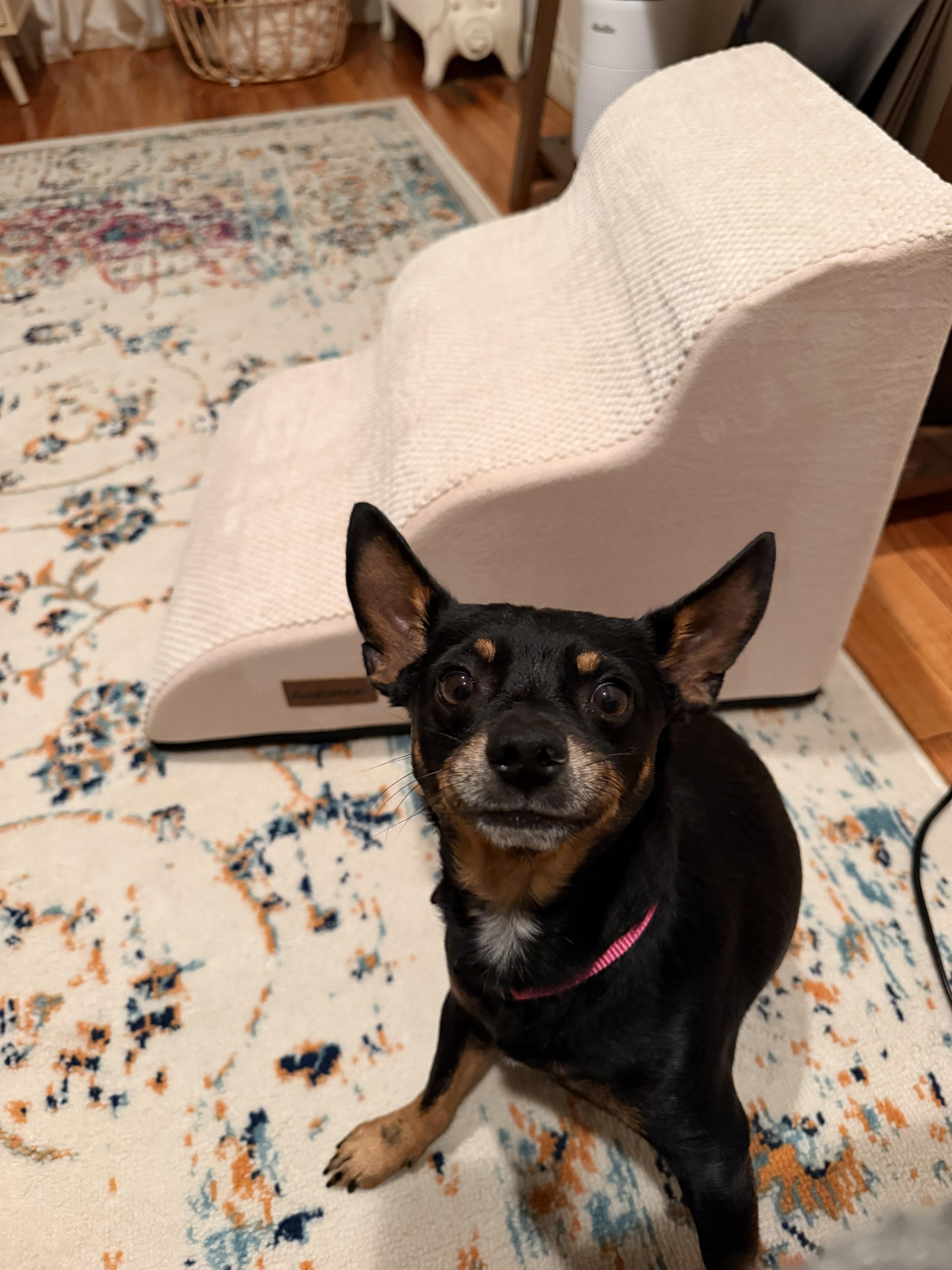 Enlarge Dorito, a Adoptable mixed breed in Brooklyn, NY image 3/3