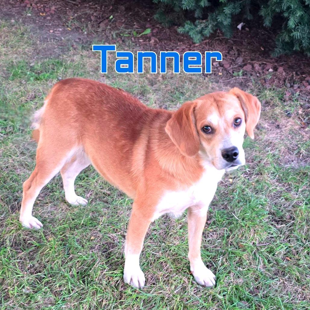Enlarge Tanner, a Adoptable Mixed Breed in Joliet, IL image 1/1
