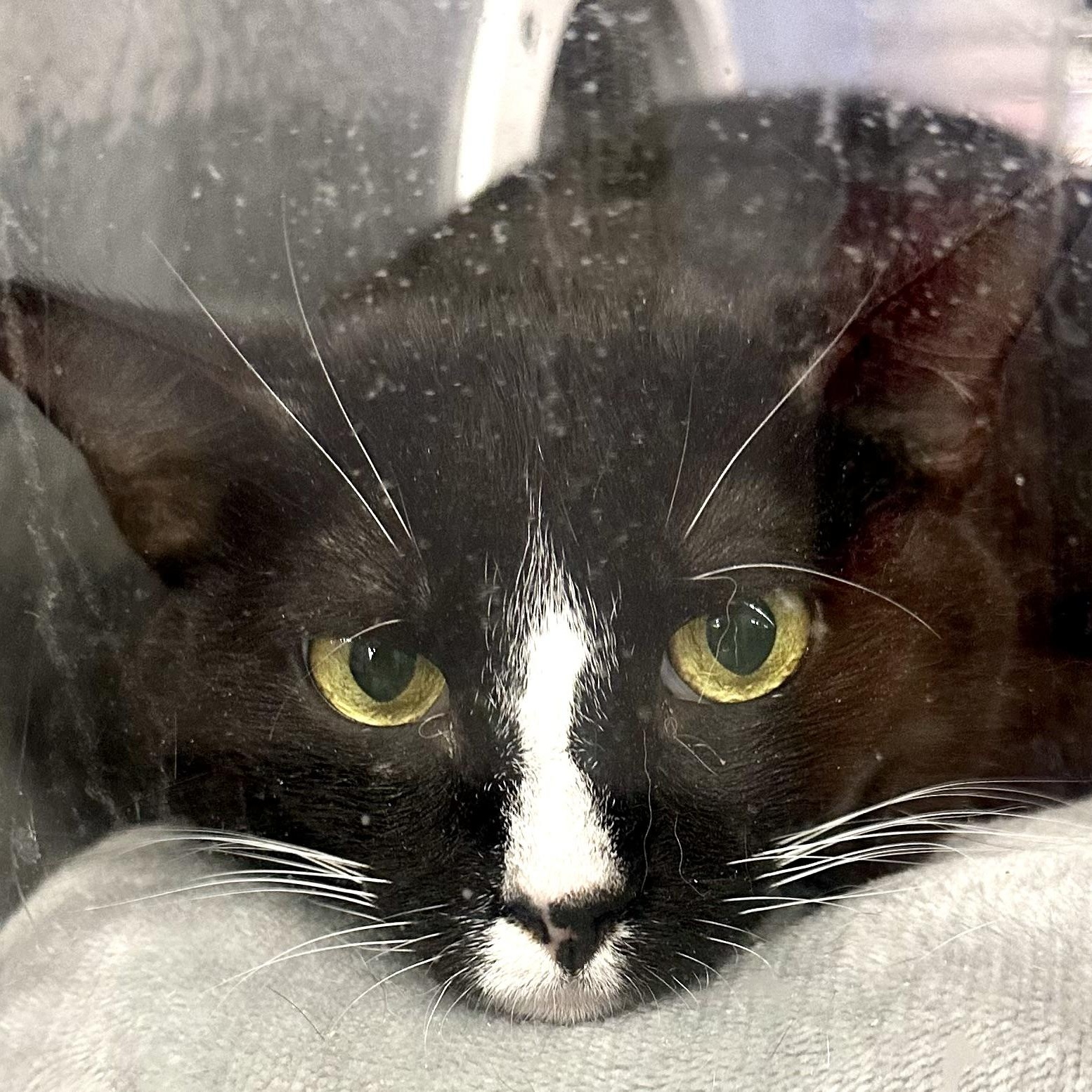 Empress, a ADOPTABLE Domestic Short Hair in Beaufort, SC image 1/2