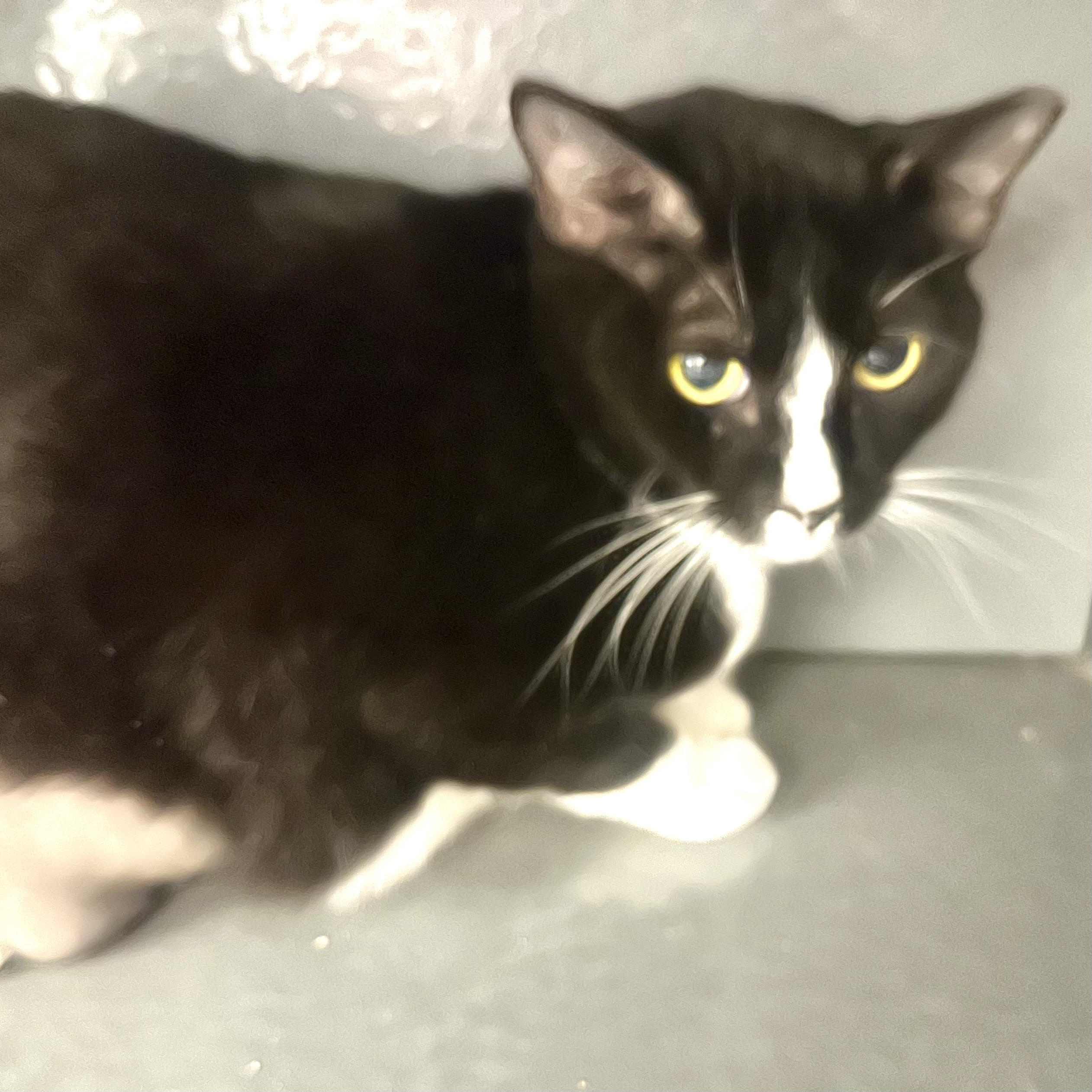 Empress, ADOPTABLE, Young Female Domestic Short Hair.