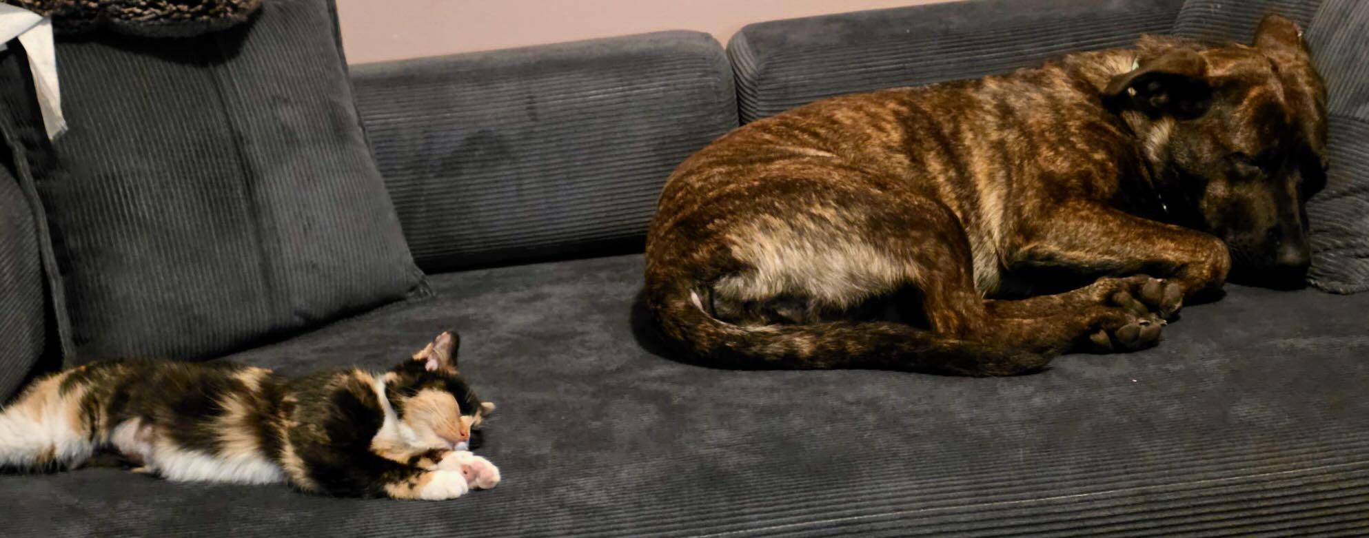 Enlarge Jasmine & Rajah, an adopted mixed breed in Seattle, WA image 4/5