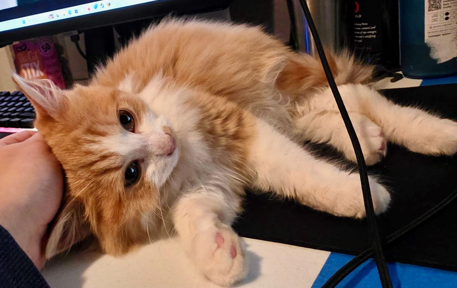 Enlarge Jasmine & Rajah, an adopted mixed breed in Seattle, WA image 3/5