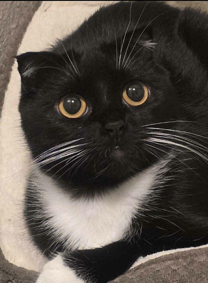 Enlarge Quartz, a Adopted Scottish Fold in Rio Linda, CA image 1/1