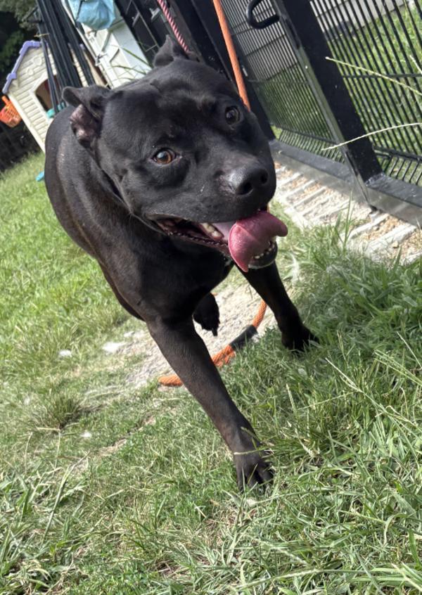 School Bus, Adoptable, Adult Male Pit Bull Terrier.