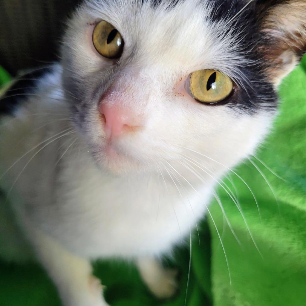 Enlarge Ziggy 2, a Adoptable Domestic Short Hair in Arthur, ON image 1/4