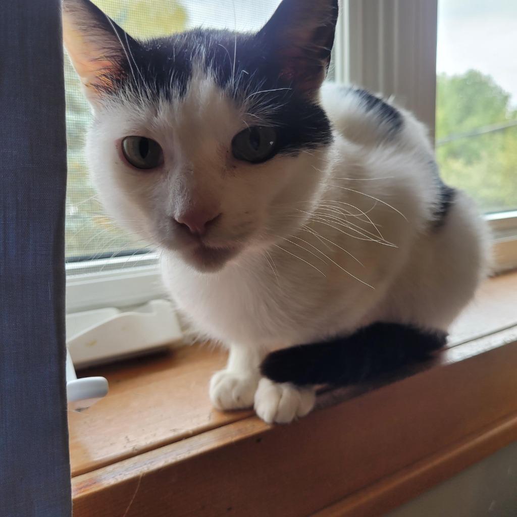 Enlarge Ziggy 2, a Adoptable Domestic Short Hair in Arthur, ON image 3/4