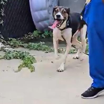 Enlarge Minnow, a Adoptable Mixed Breed in Memphis, TN image 2/5
