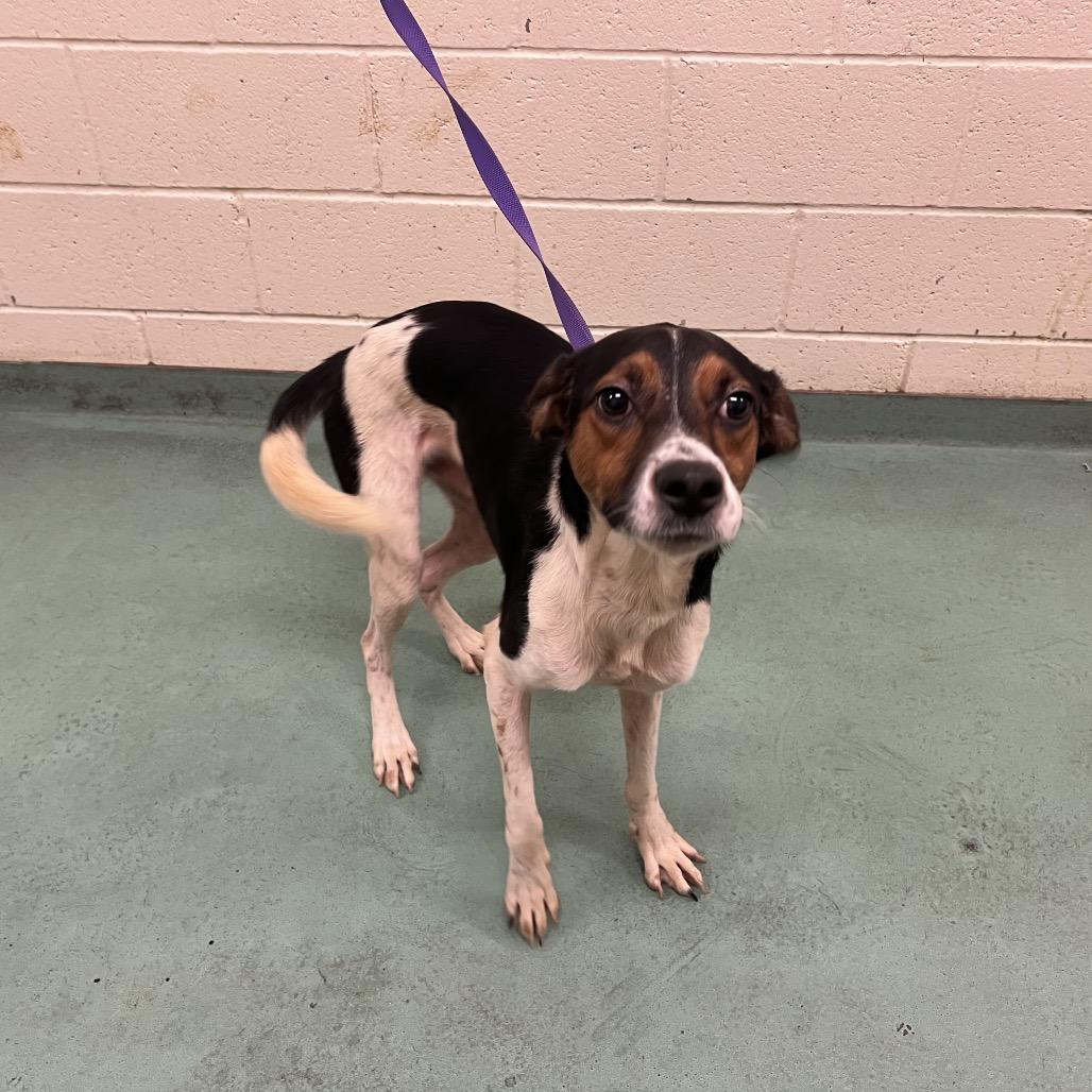 Enlarge Minnow, a Adoptable Mixed Breed in Memphis, TN image 4/5