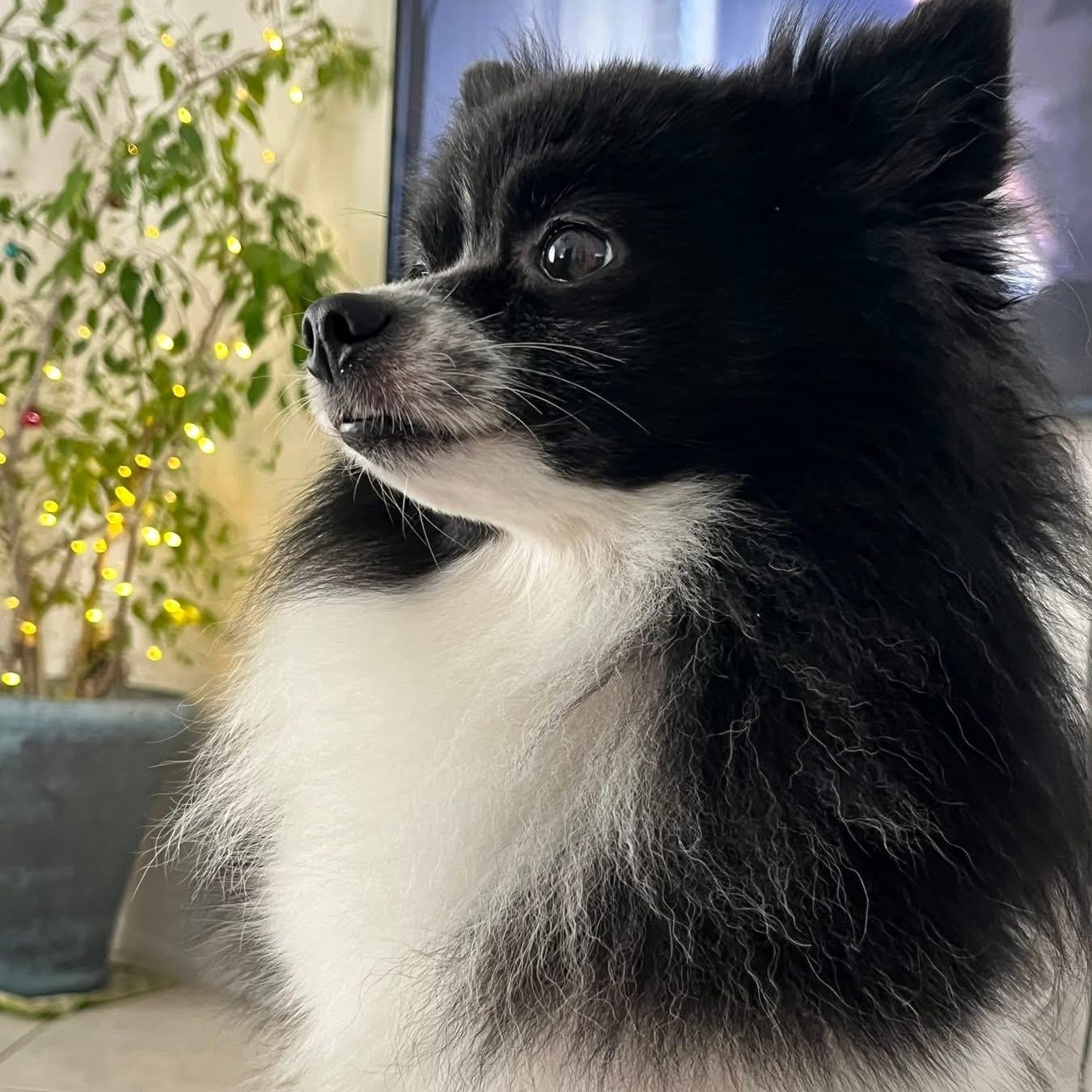 Patches, adoptable, Adult Male Pomeranian.