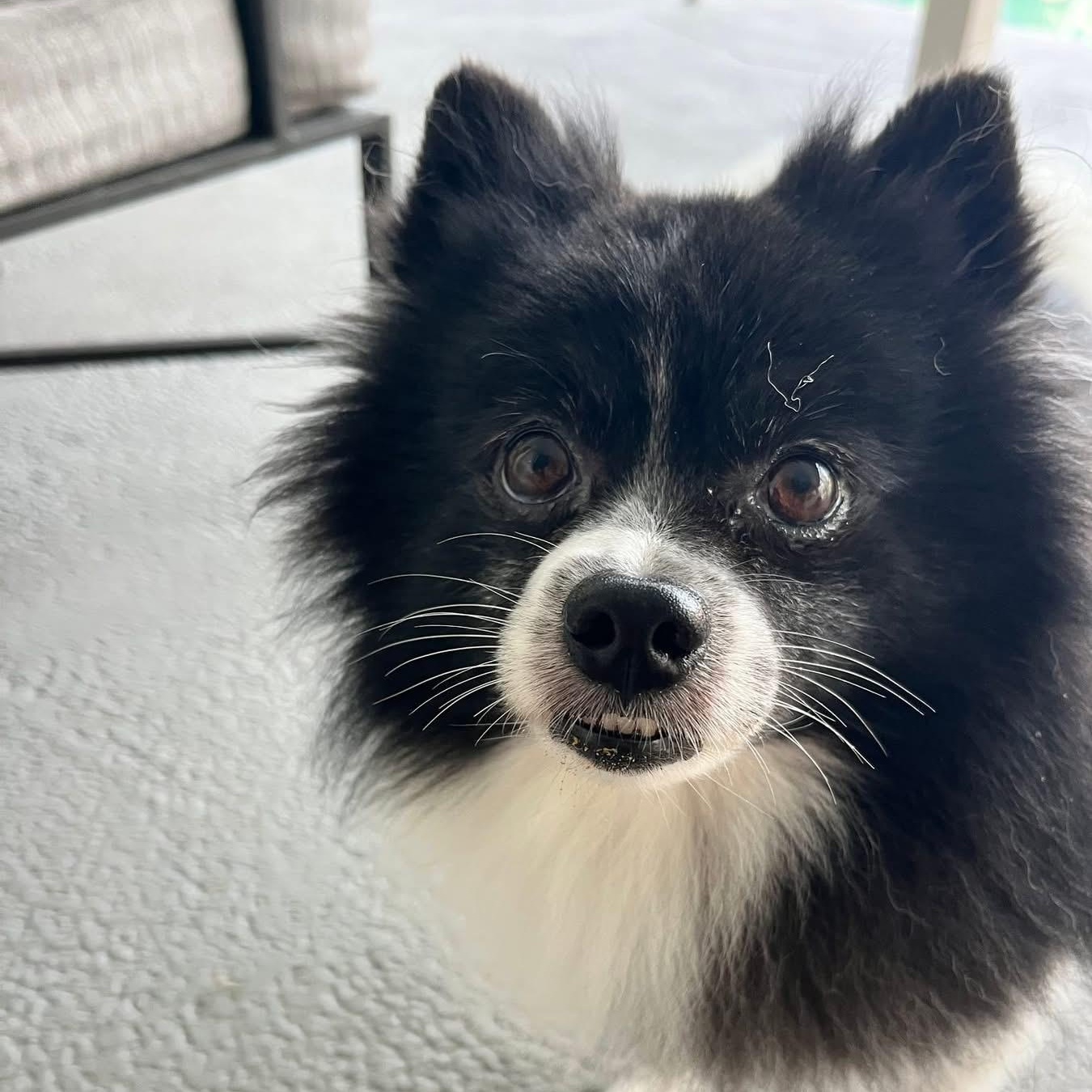 Patches, an adoptable Pomeranian in Bradenton, FL image 3/4