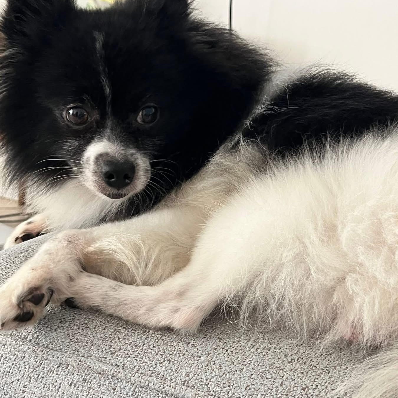 Patches, an adoptable Pomeranian in Bradenton, FL image 4/4