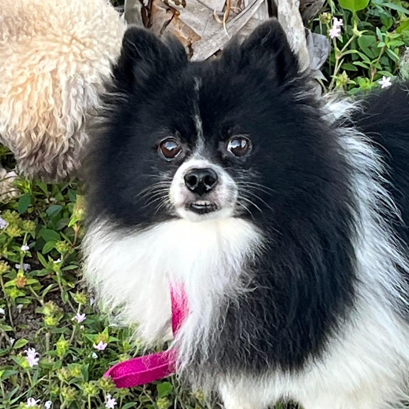 Patches, an adoptable Pomeranian in Bradenton, FL image 2/4