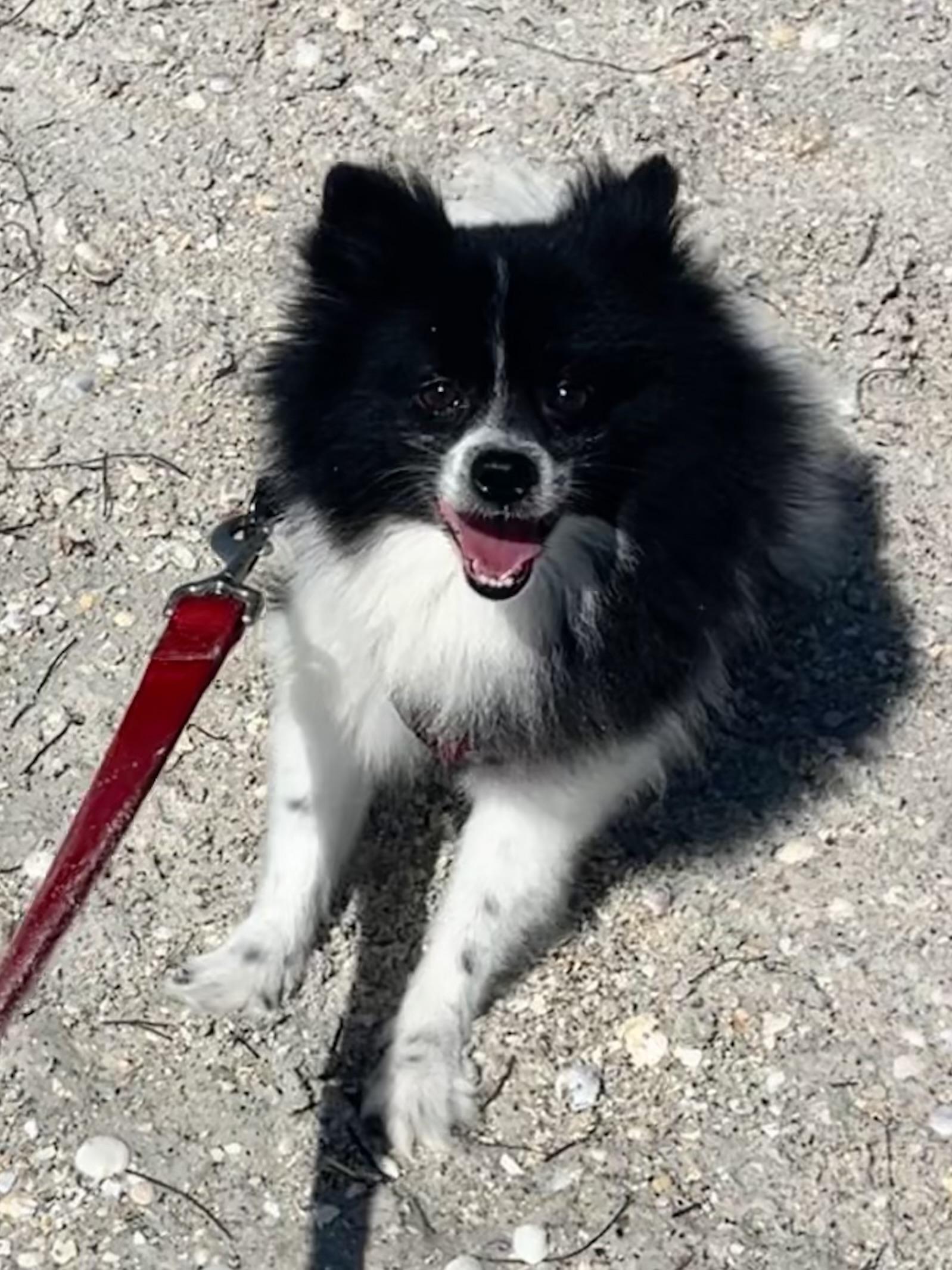 Enlarge Patches, an adoptable Pomeranian in Bradenton, FL image 5/5