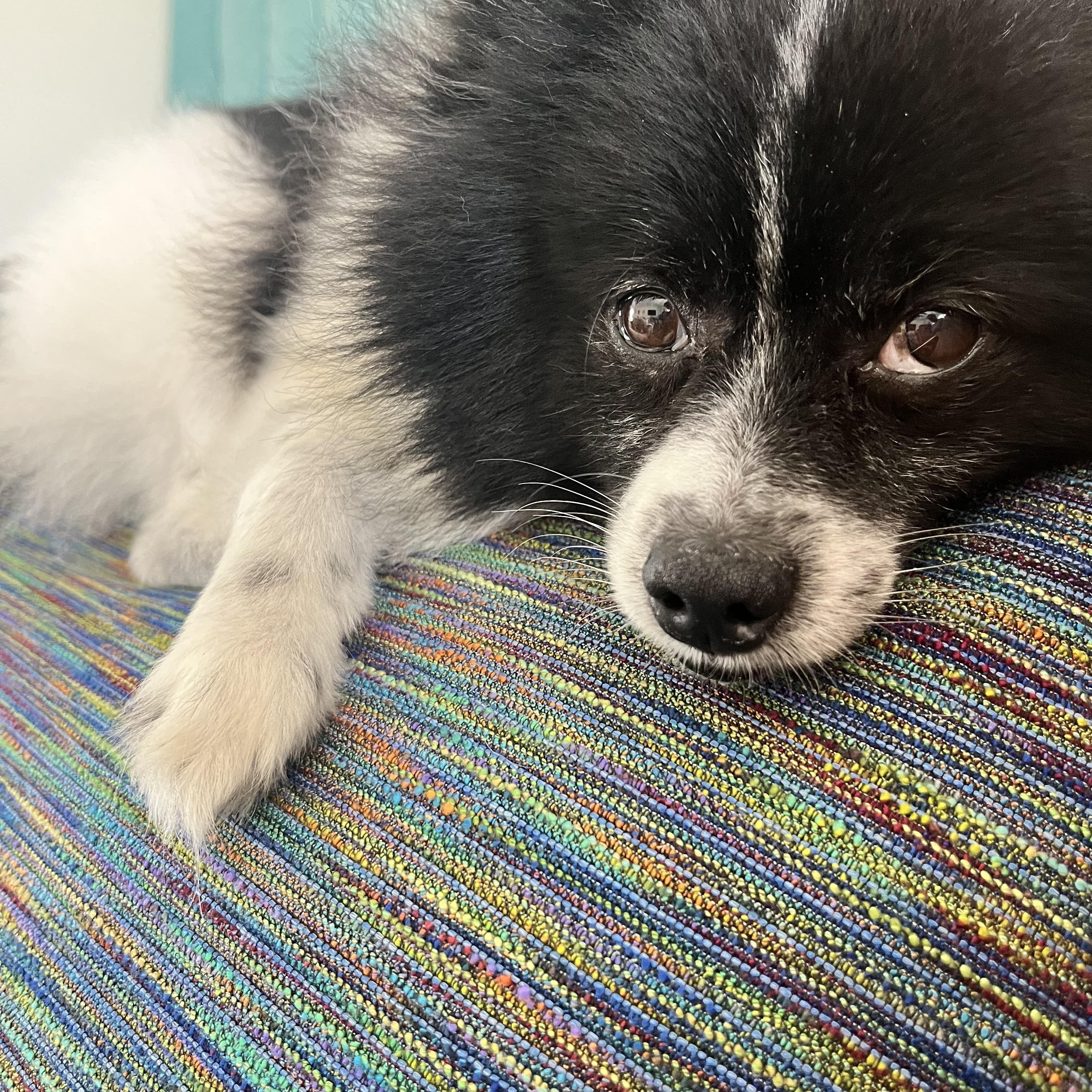 Enlarge Patches, an adoptable Pomeranian in Bradenton, FL image 1/5