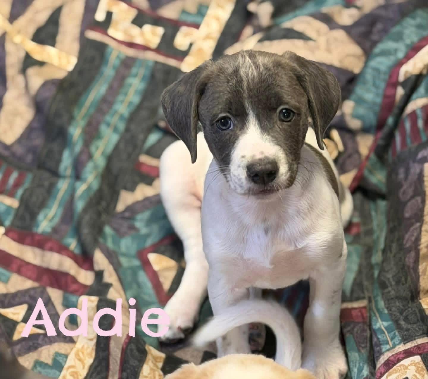 Addie, ADOPTABLE, Puppy Female Great Pyrenees.