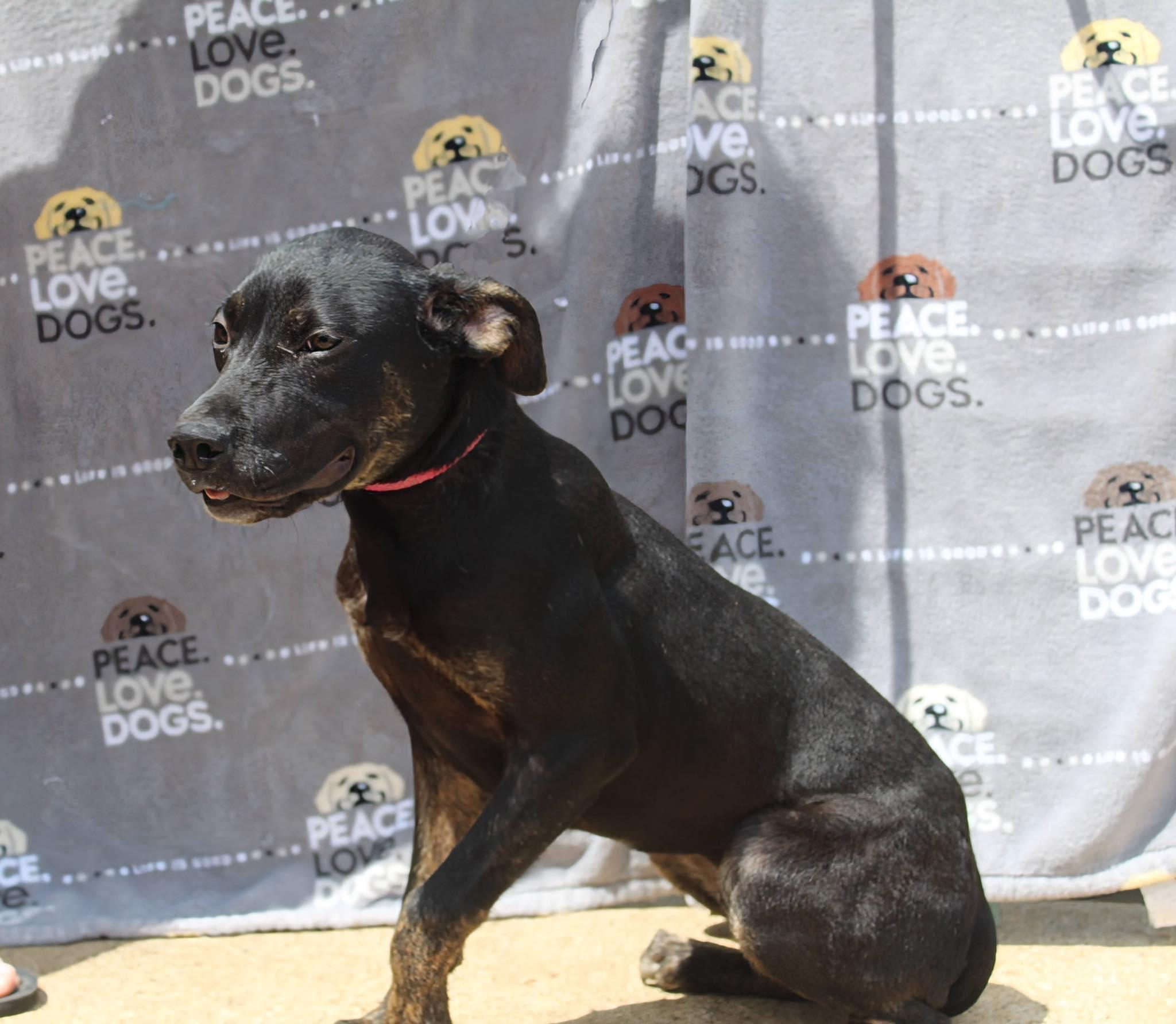 Enlarge Louise, a Adoptable mixed breed in Jacksonville, TX image 2/2