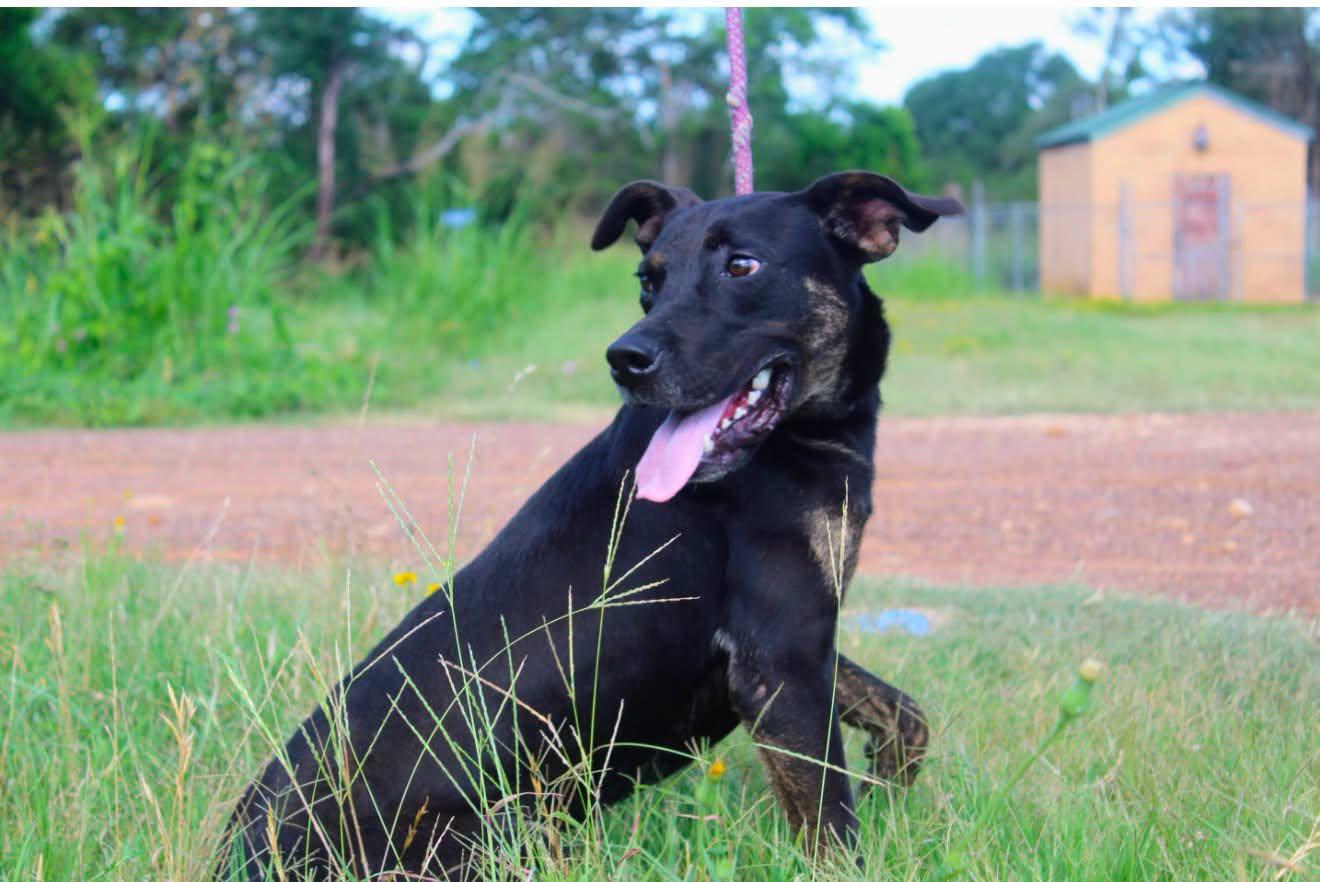 Louise, Adoptable, Young Female Black Mouth Cur.