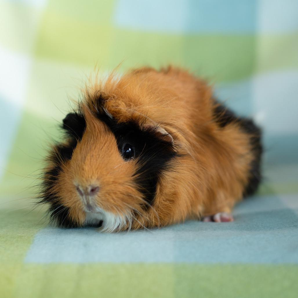Enlarge Peach, a Adoptable Guinea Pig in Warwick, RI image 1/5
