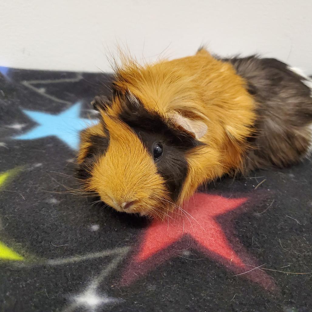Enlarge Peach, a Adoptable Guinea Pig in Warwick, RI image 2/5