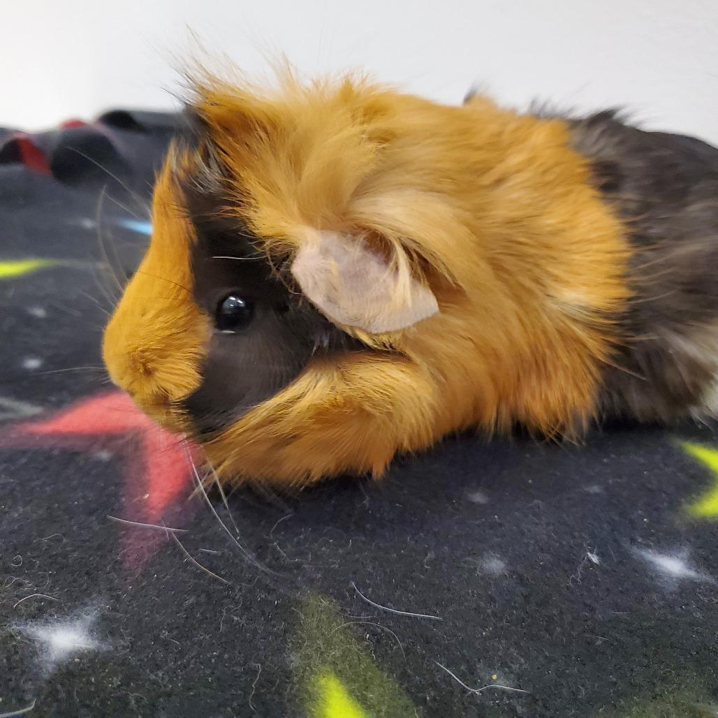 Enlarge Peach, a Adoptable Guinea Pig in Warwick, RI image 4/5