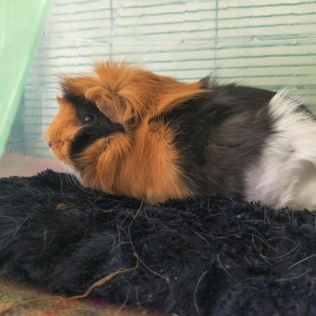 Enlarge Peach, a Adoptable Guinea Pig in Warwick, RI image 5/5