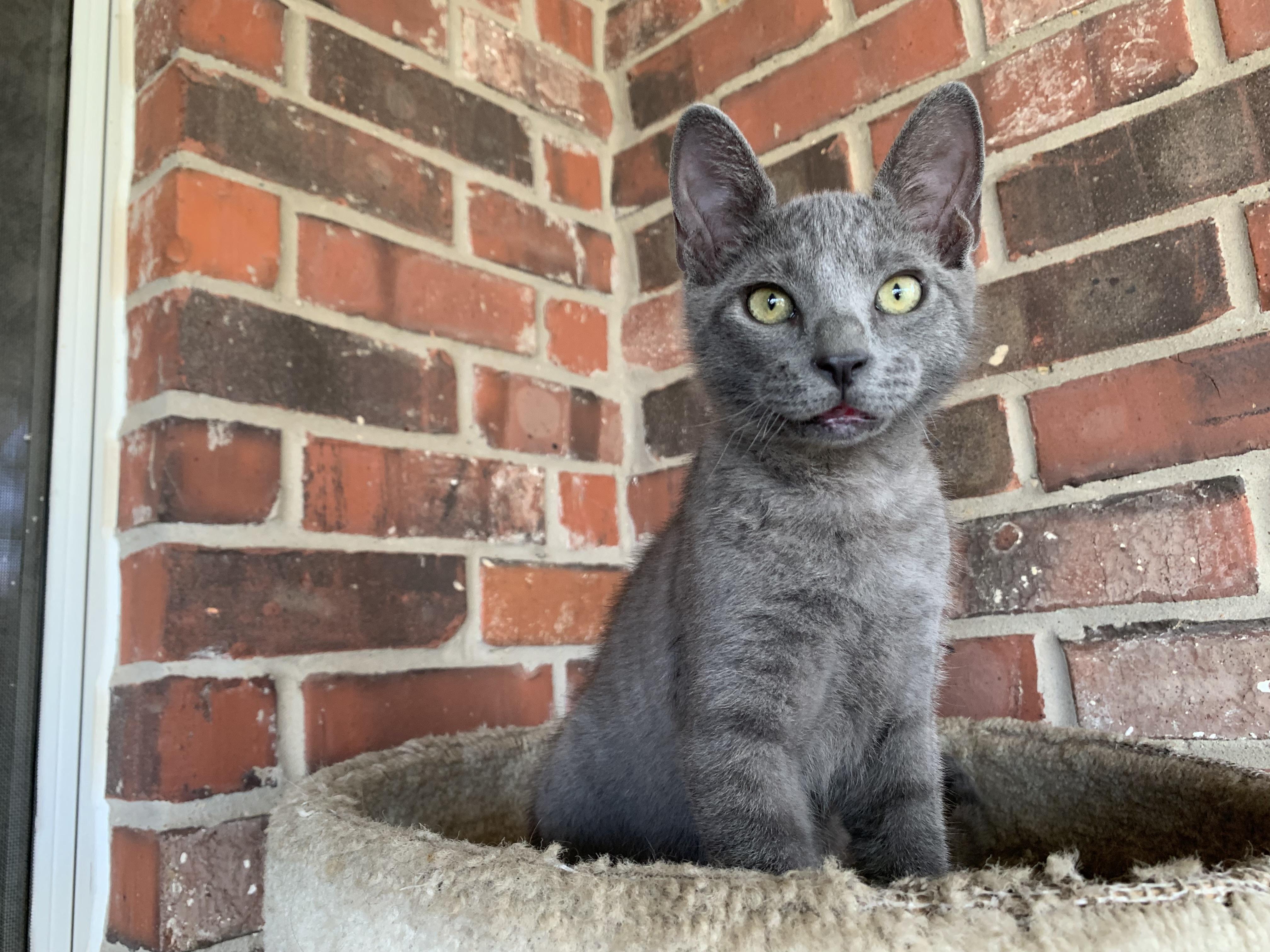 Rayne, Baby Male Domestic Short Hair