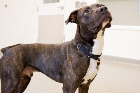 Humberto, a Adoptable mixed breed in Chicago, IL image 4/6