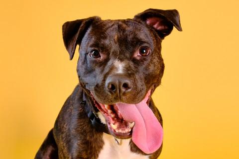 Humberto, a Adoptable mixed breed in Chicago, IL image 1/6