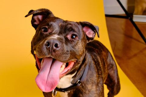 Humberto, a Adoptable mixed breed in Chicago, IL image 6/6