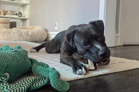 Humberto, a Adoptable mixed breed in Chicago, IL image 2/6