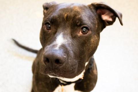 Humberto, a Adoptable mixed breed in Chicago, IL image 5/6