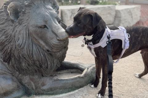 Humberto, a Adoptable mixed breed in Chicago, IL image 3/6