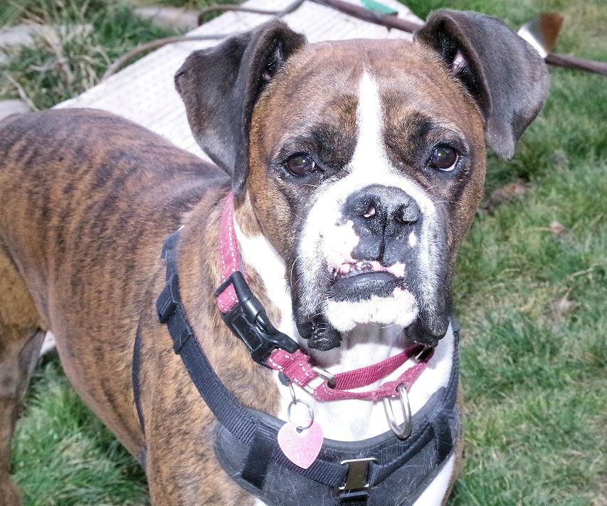 Enlarge BANDIT, a ADOPTABLE Boxer in Kuna, ID image 2/4