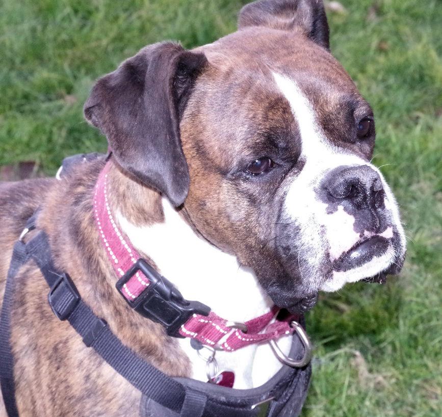 Enlarge BANDIT, a ADOPTABLE Boxer in Kuna, ID image 1/4