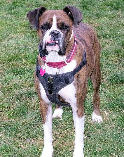 Enlarge BANDIT, a ADOPTABLE Boxer in Kuna, ID image 3/4