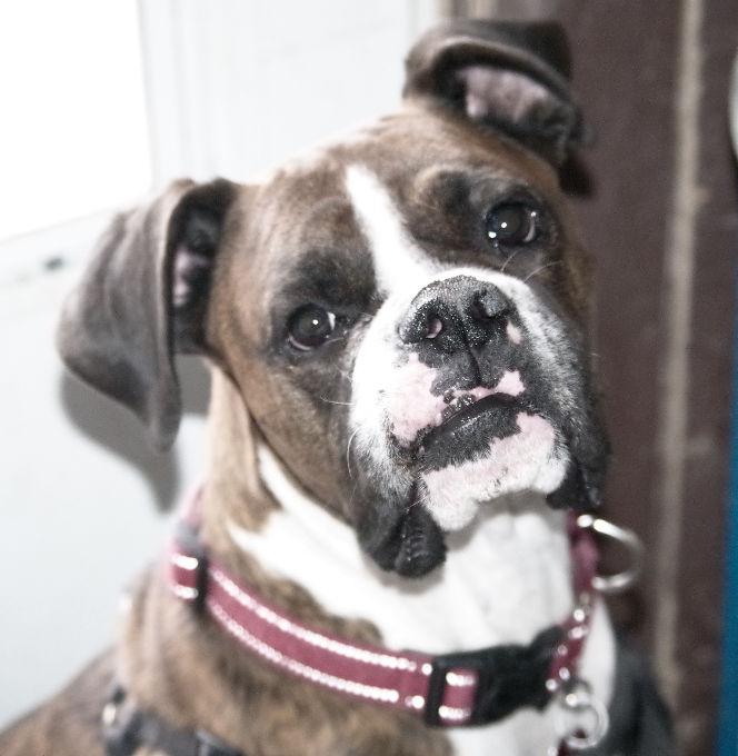 Enlarge BANDIT, a ADOPTABLE Boxer in Kuna, ID image 4/4