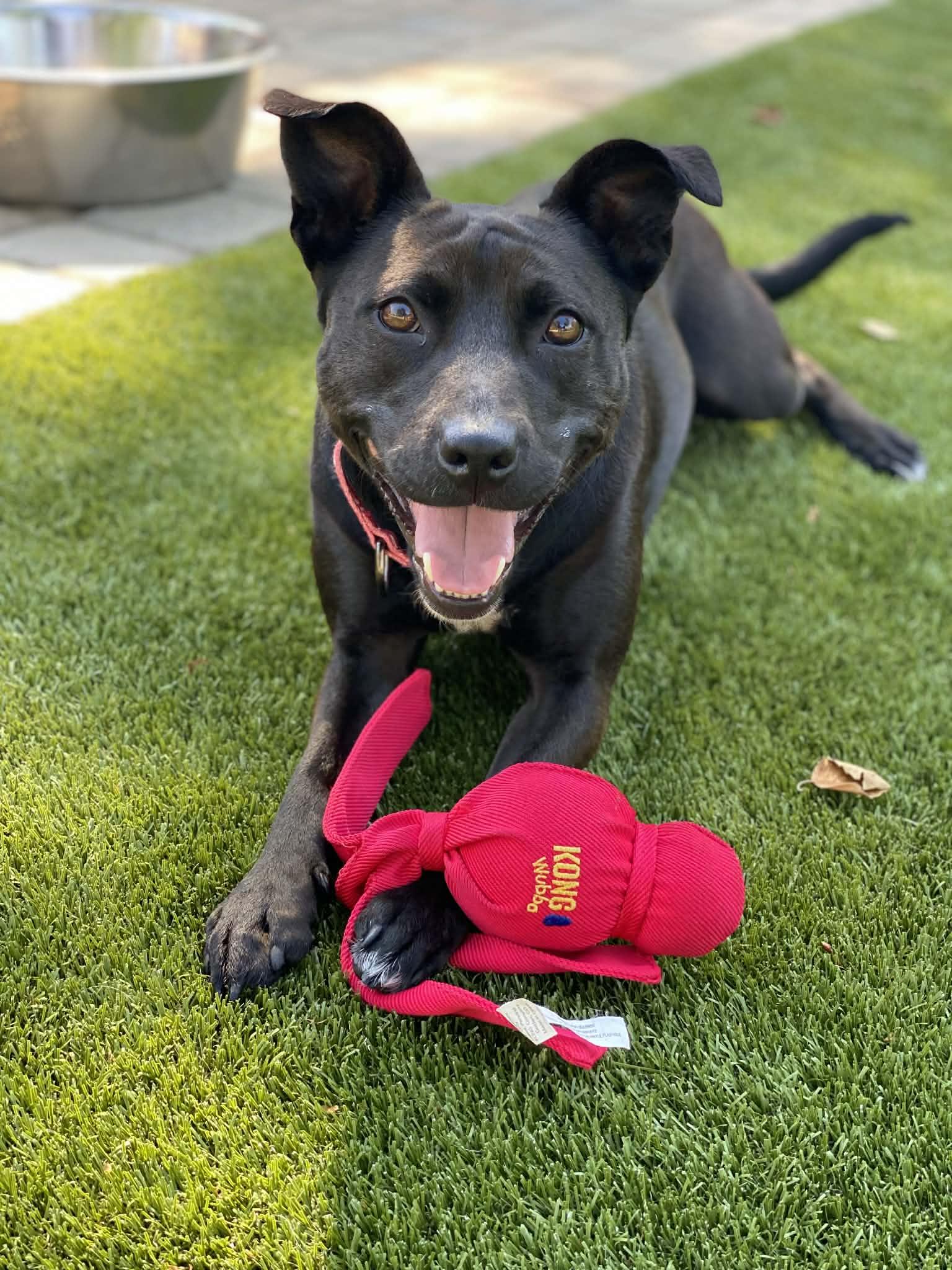 Enlarge Josie, a Adoptable mixed breed in Albany, NY image 2/6