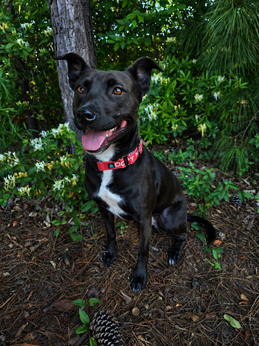 Enlarge Josie, a Adoptable mixed breed in Albany, NY image 1/6