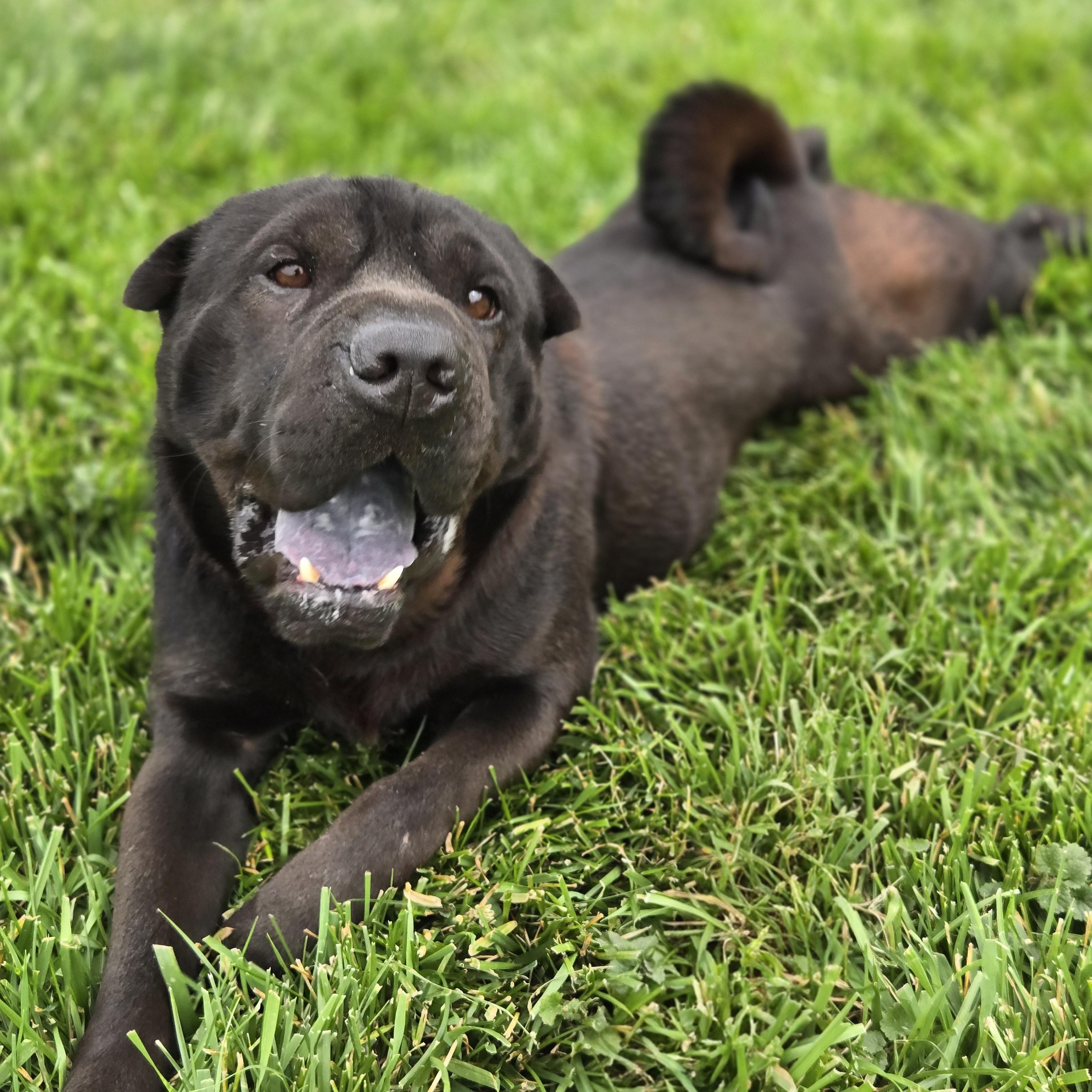 Enlarge Max, a ADOPTABLE Shar-Pei in Normal, IL image 3/5