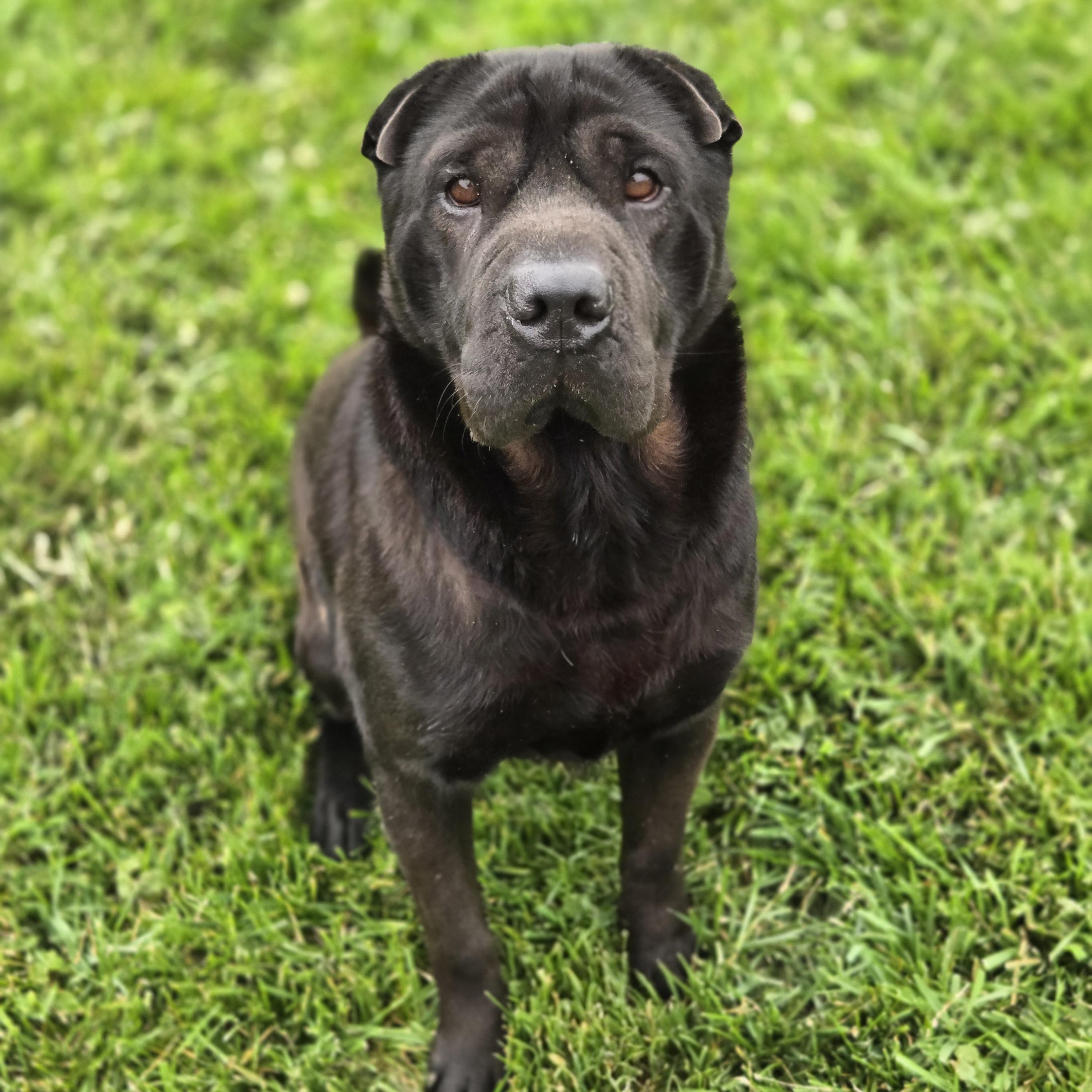Enlarge Max, a ADOPTABLE Shar-Pei in Normal, IL image 2/5