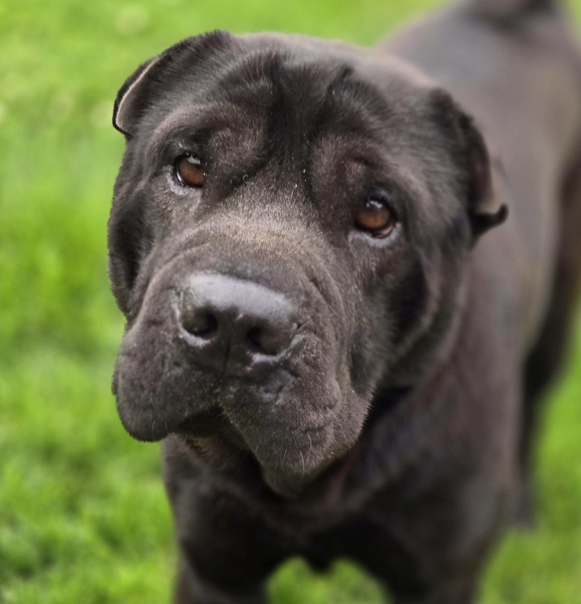Max, ADOPTABLE, Adult Male Shar-Pei.