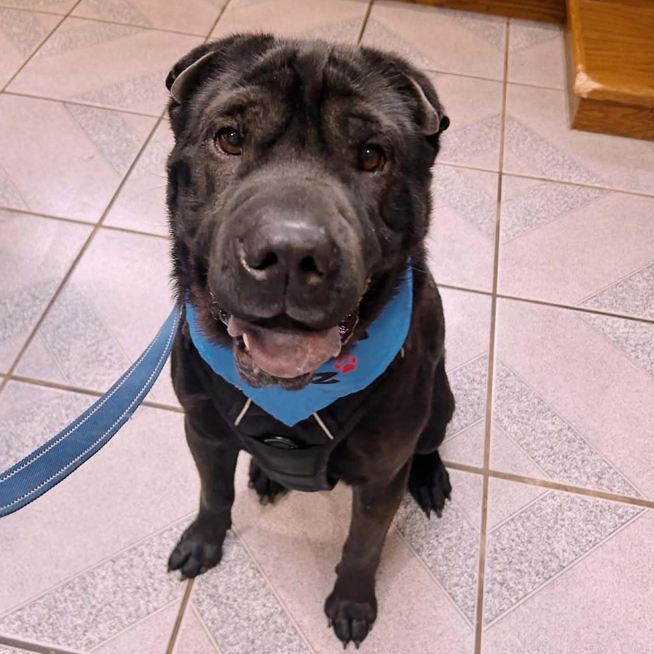 Enlarge Max, a ADOPTABLE Shar-Pei in Normal, IL image 5/5