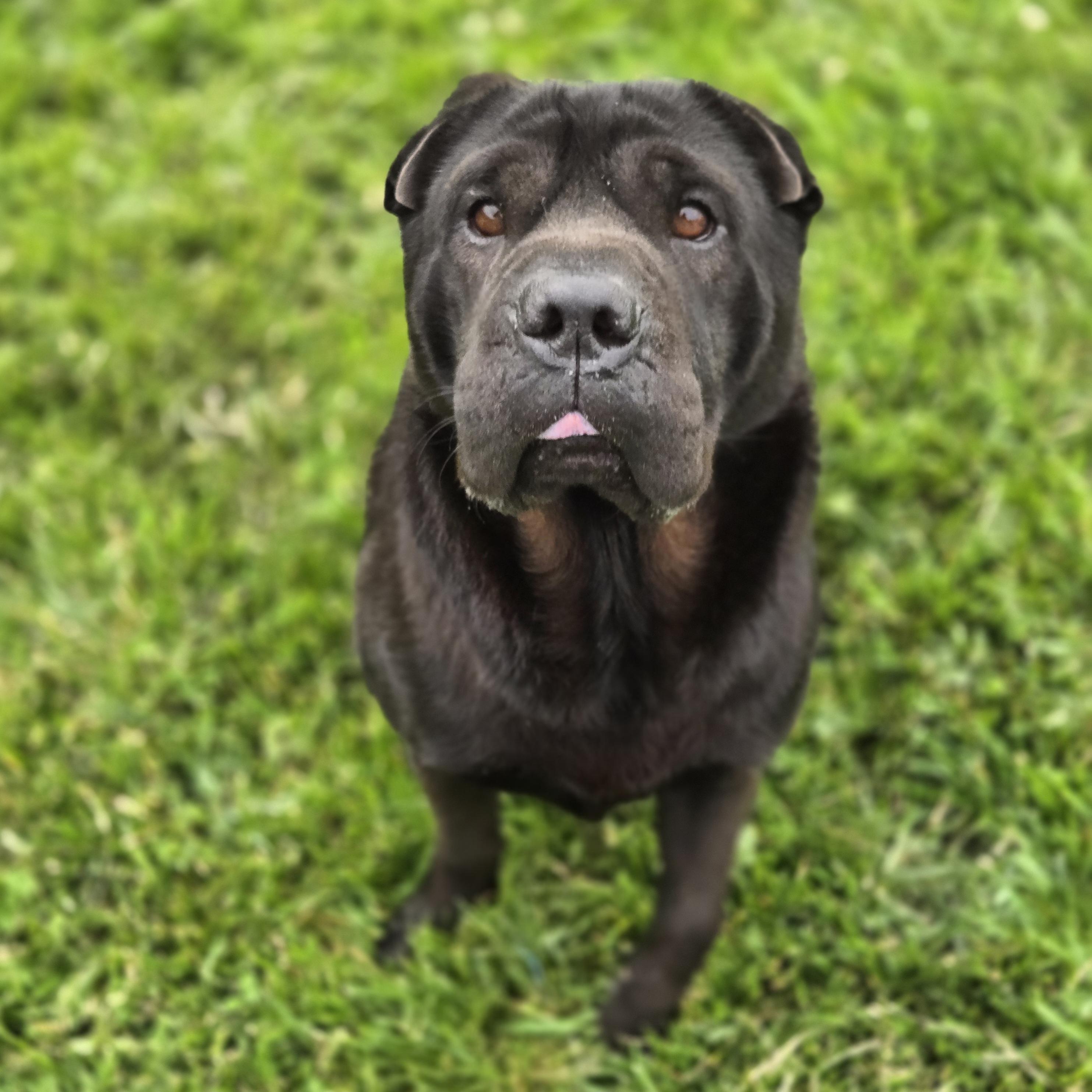 Enlarge Max, a ADOPTABLE Shar-Pei in Normal, IL image 4/5