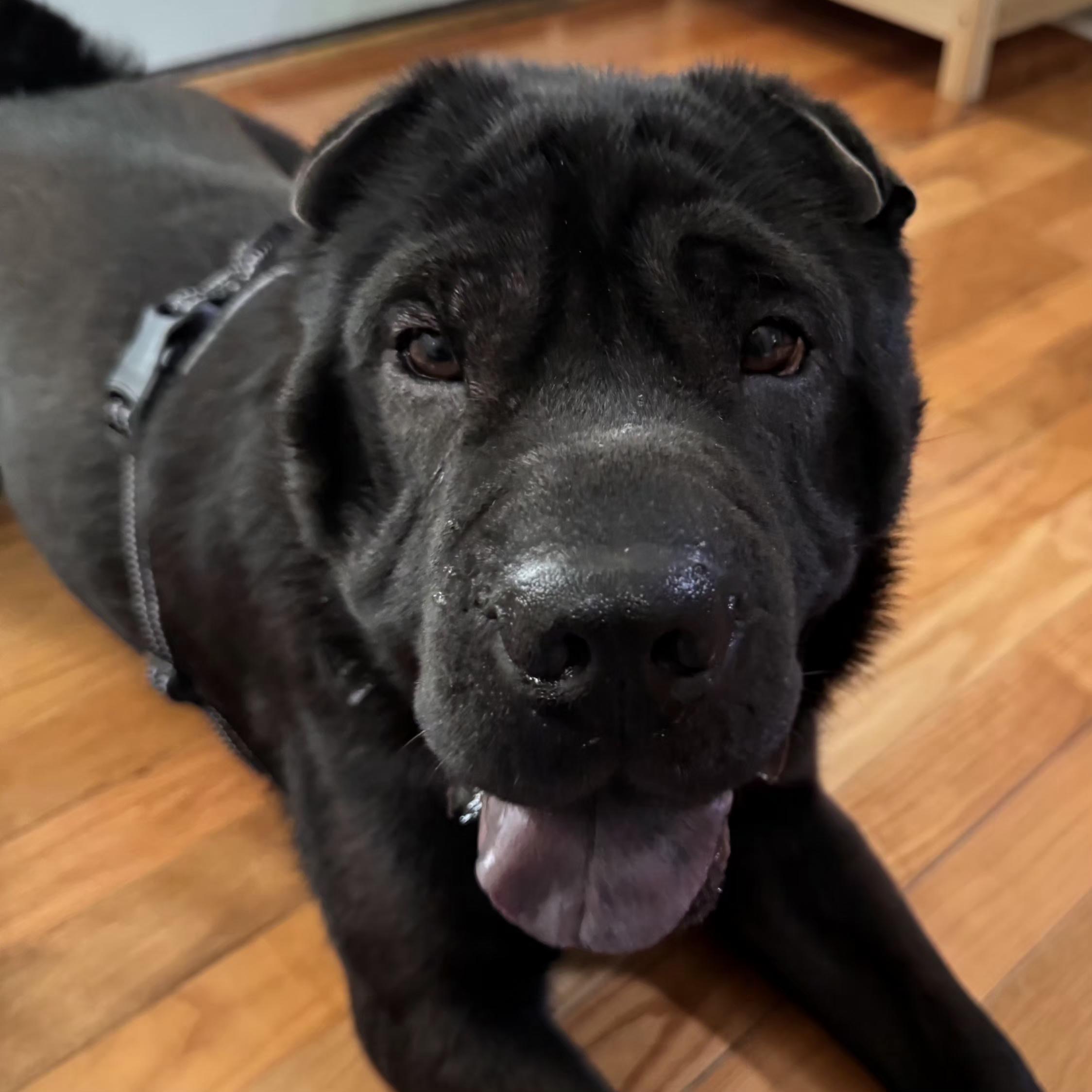 Enlarge Max, a ADOPTABLE Shar-Pei in Normal, IL image 6/6