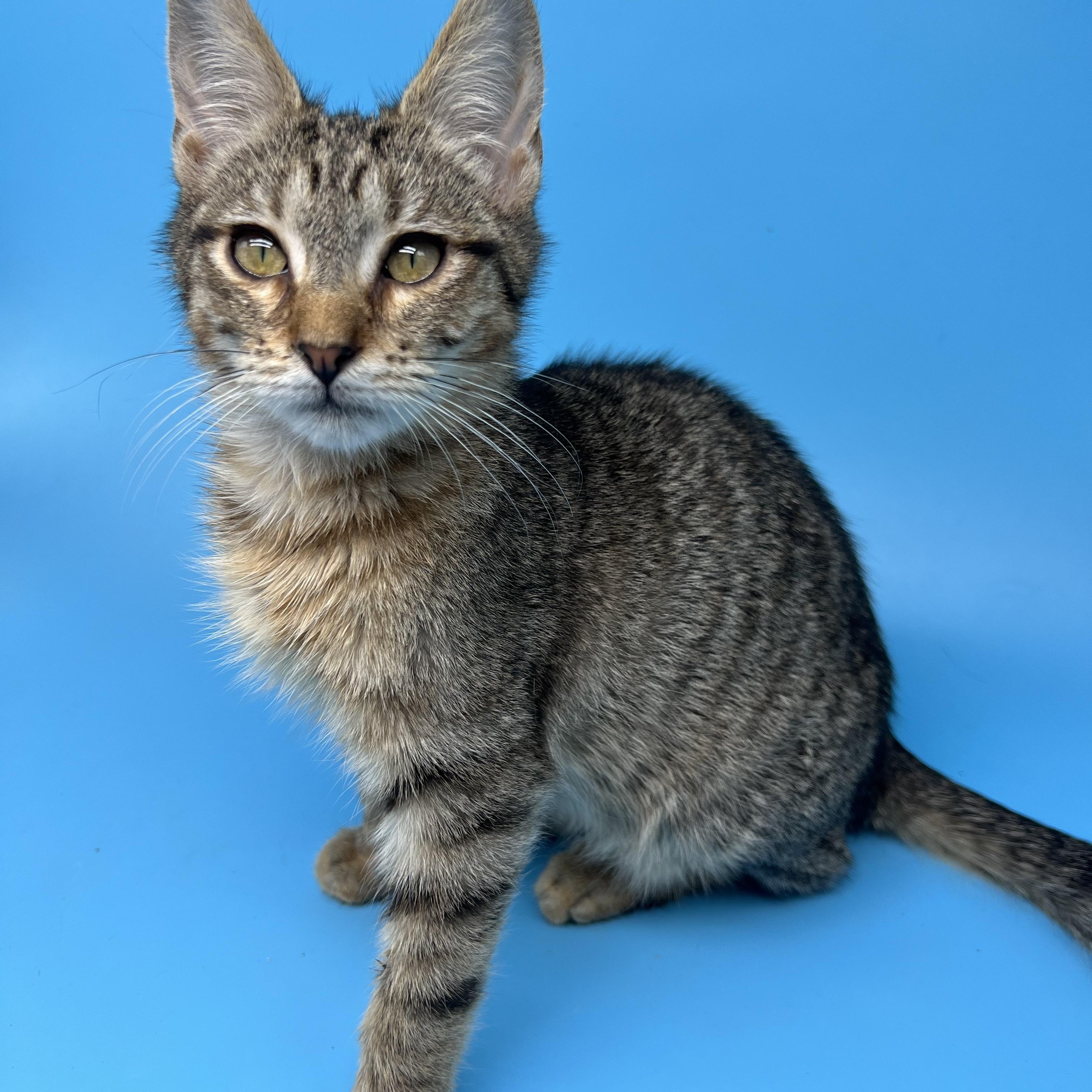 Sanrio , Adoptable, Kitten Male Tabby & Domestic Short Hair.